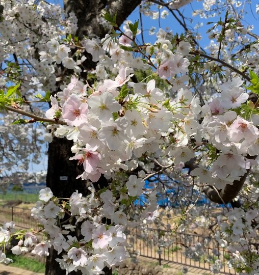 花鳥風月に心を込めて... (エアー花トピ2)
