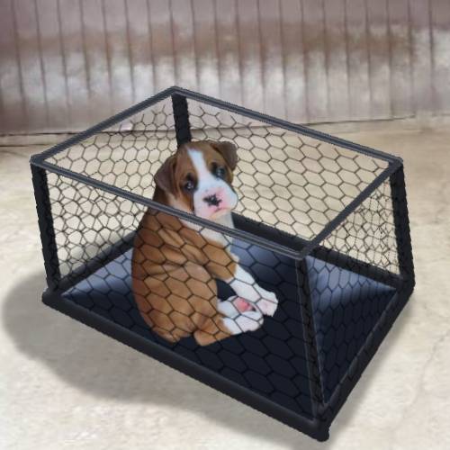 生き物ルーム第36