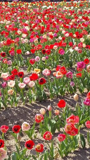 花鳥風月に心を込めて...　(エアー花トピ2)