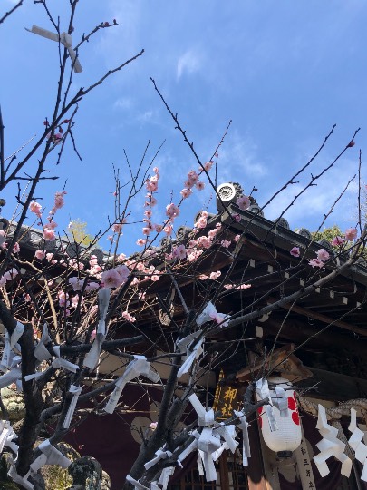 マスク同窓会詰所兼ニューフェイス歓迎所17