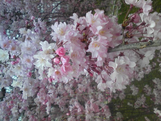 マスク同窓会詰所兼ニューフェイス歓迎所18