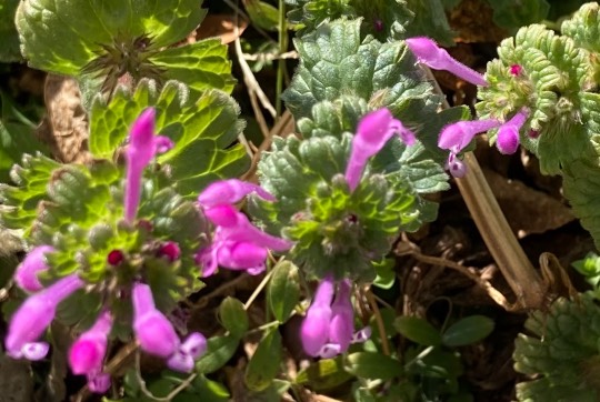 花鳥風月に心を込めて... (エアー花トピ2)