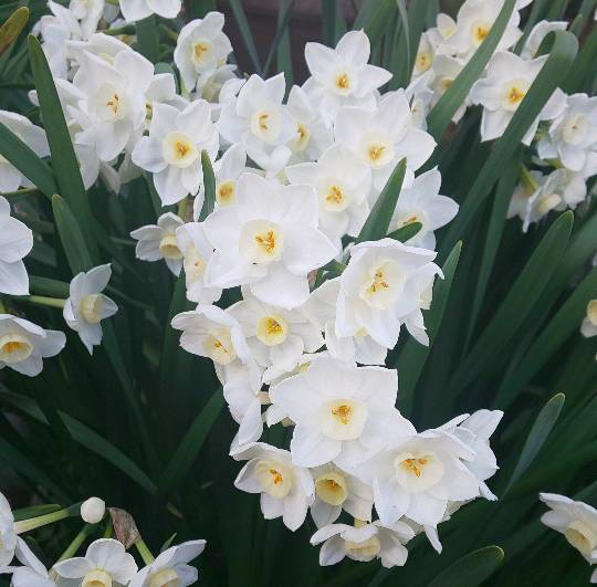 花鳥風月に心を込めて... (エアー花トピ2)