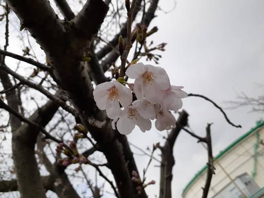 花鳥風月に心を込めて... (エアー花トピ2)