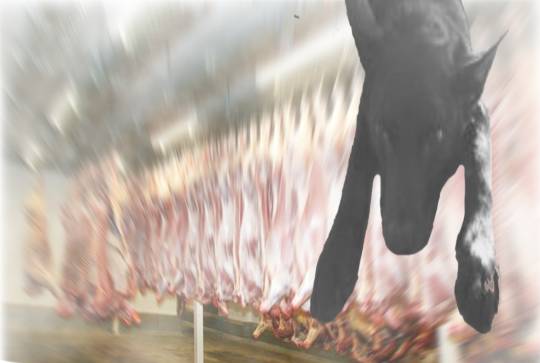 生き物ルーム第37