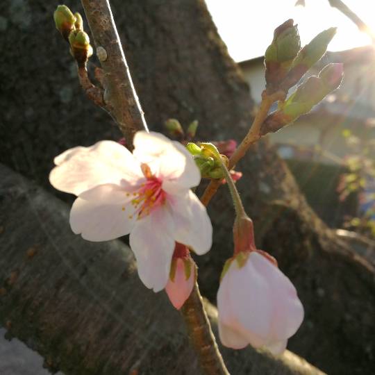 マスク同窓会詰所兼ニューフェイス歓迎所19