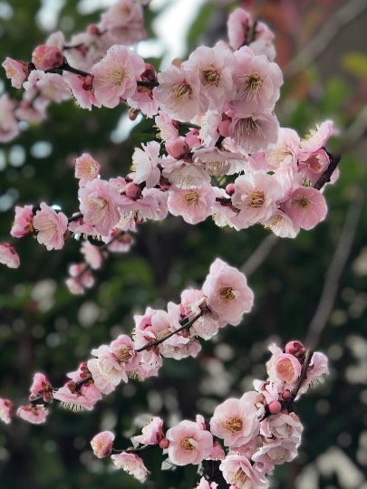 マスク同窓会詰所兼ニューフェイス歓迎所17