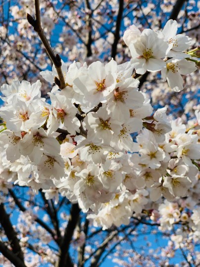 マスク同窓会詰所兼ニューフェイス歓迎所17