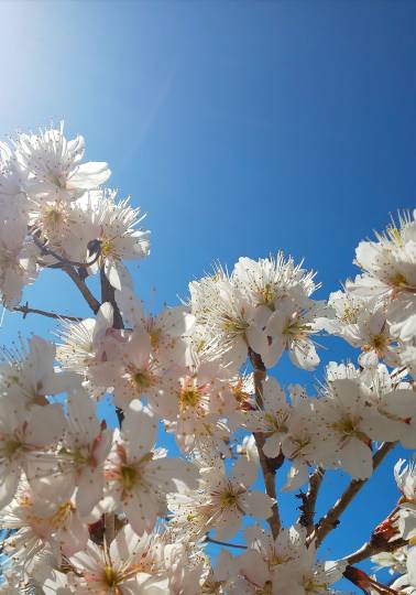 花鳥風月に心を込めて... (エアー花トピ2)