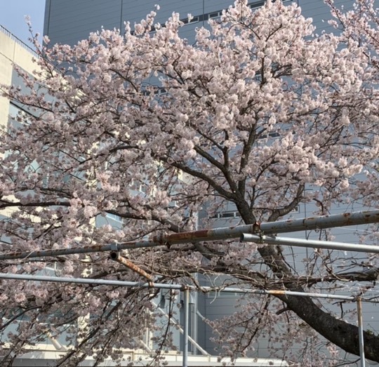 マスク同窓会詰所兼ニューフェイス歓迎所19