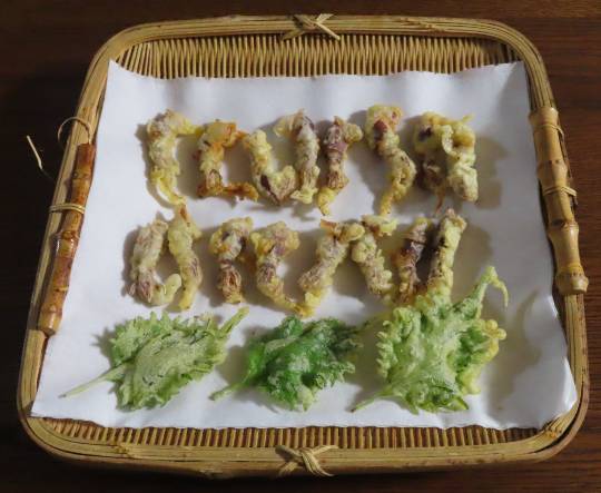 生き物ルーム第38