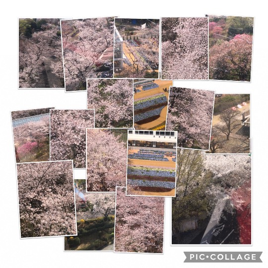 花鳥風月に心を込めて...　(エアー花トピ2)