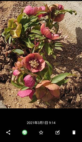 マスク同窓会詰所兼ニューフェイス歓迎所17