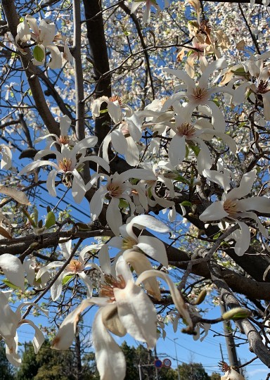 マスク同窓会詰所兼ニューフェイス歓迎所18