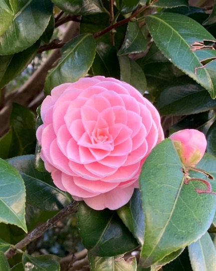 花鳥風月に心を込めて...　(エアー花トピ2)