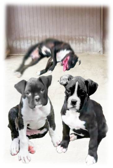 生き物ルーム第36