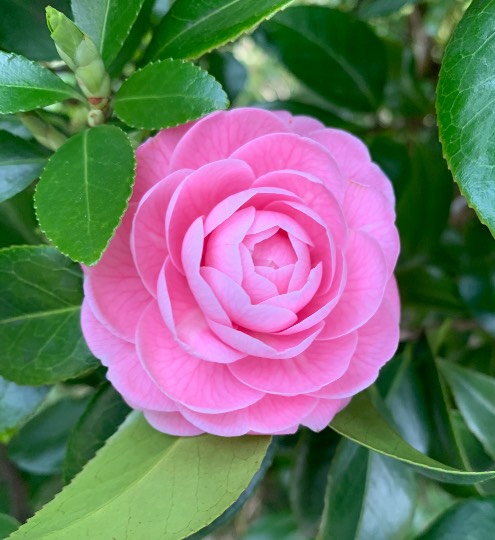 花鳥風月に心を込めて...　(エアー花トピ2)