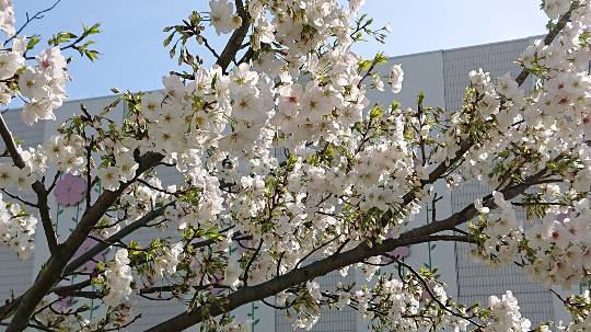 マスク同窓会詰所兼ニューフェイス歓迎所19