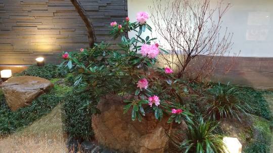 花鳥風月に心を込めて...　(エアー花トピ2)