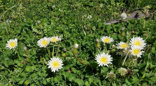 花鳥風月に心を込めて... (エアー花トピ2)