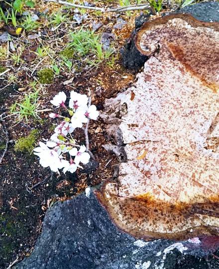 花鳥風月に心を込めて... (エアー花トピ2)