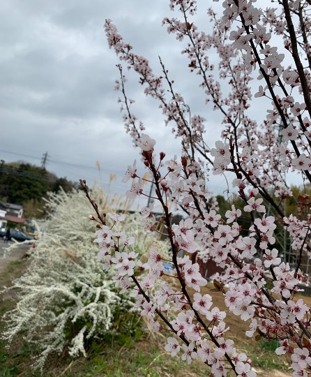 花鳥風月に心を込めて... (エアー花トピ2)