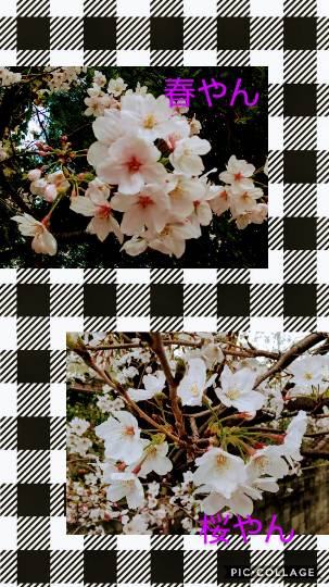 花鳥風月に心を込めて... (エアー花トピ2)