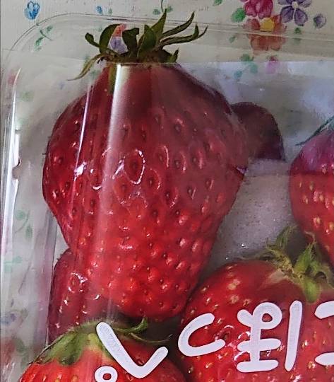 マスク同窓会詰所兼ニューフェイス歓迎所19