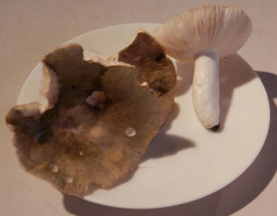 生き物ルーム第37