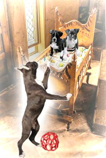 生き物ルーム第37