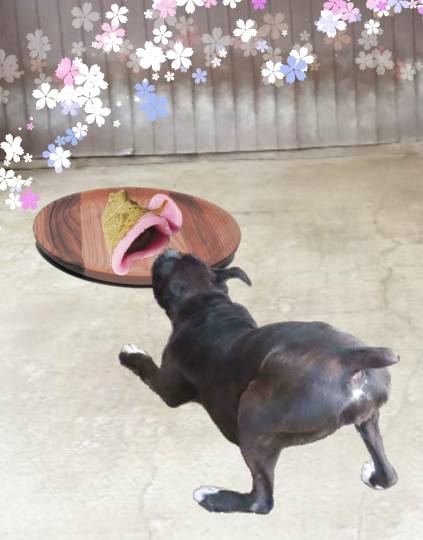 生き物ルーム第37