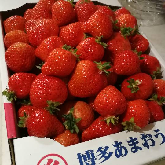 マスク同窓会詰所兼ニューフェイス歓迎所19