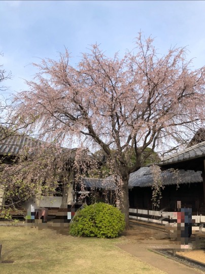 マスク同窓会詰所兼ニューフェイス歓迎所19