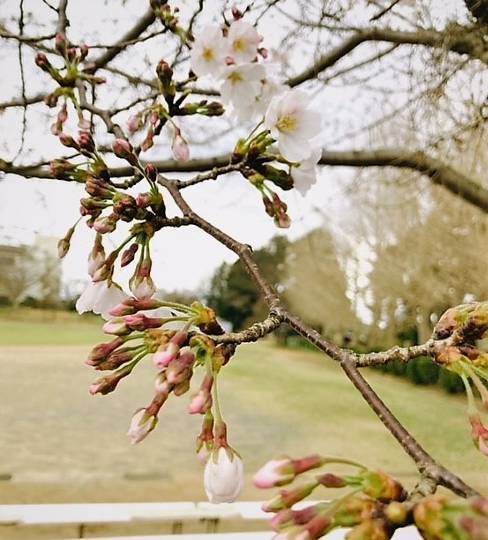 花鳥風月に心を込めて... (エアー花トピ2)