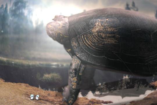 春だ!あつまれ雑談&ゲーム好きの森・Ⅻ 寄ってかれ〜♪♪