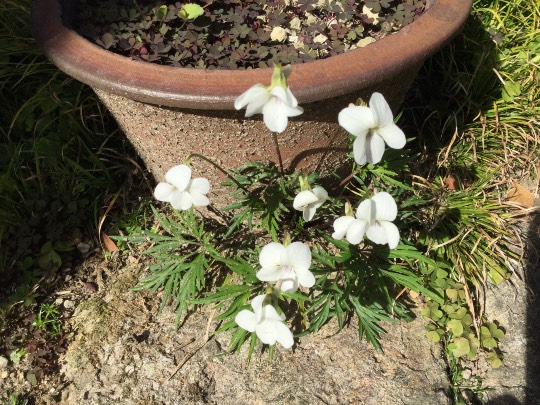 マスク同窓会詰所兼ニューフェイス歓迎所18