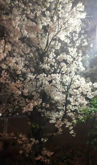 マスク同窓会詰所兼ニューフェイス歓迎所19