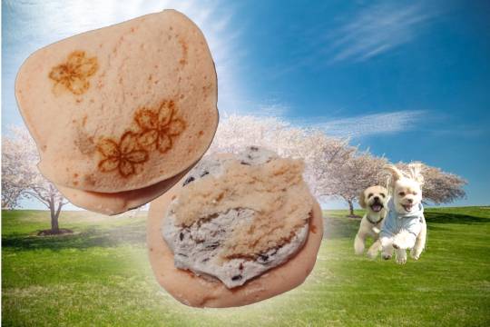 生き物ルーム第37