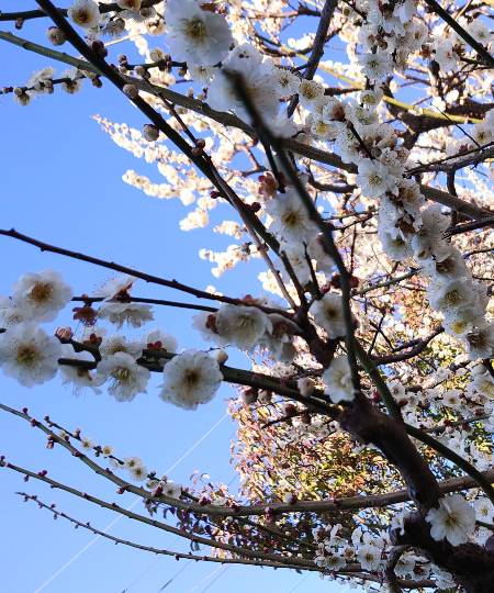 マスク同窓会詰所兼ニューフェイス歓迎所17