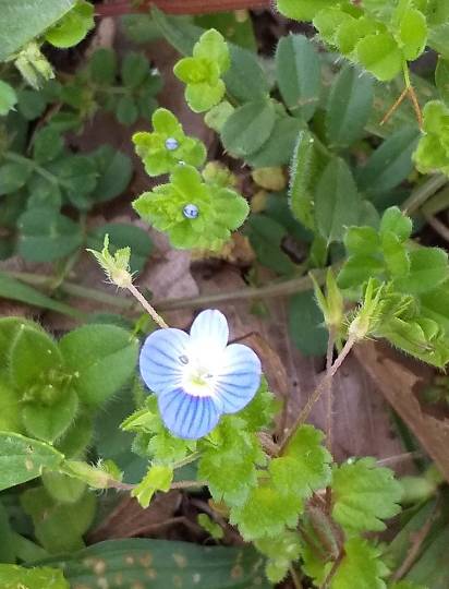 花鳥風月に心を込めて...　(エアー花トピ2)