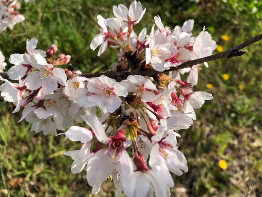花鳥風月に心を込めて...　(エアー花トピ2)