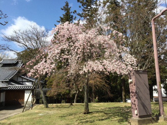 マスク同窓会詰所兼ニューフェイス歓迎所17