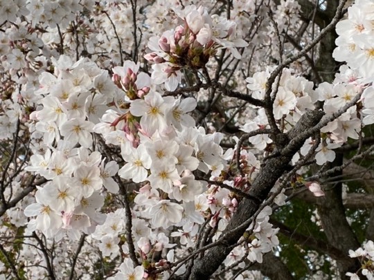 ★ドンキ♡♡ロピア 雑談23★