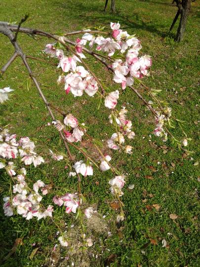 花鳥風月に心を込めて...　(エアー花トピ2)