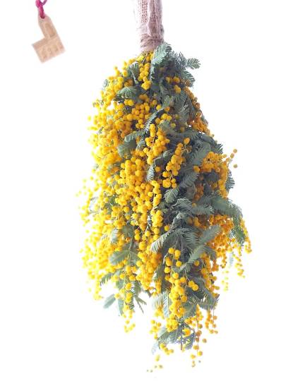 生き物ルーム第38