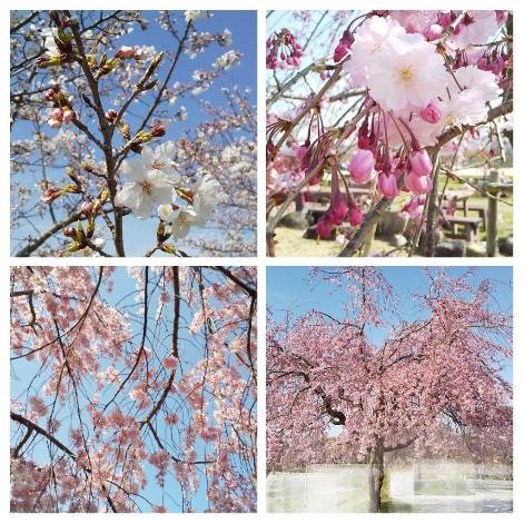 花鳥風月に心を込めて...　(エアー花トピ2)