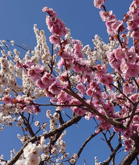 マスク同窓会詰所兼ニューフェイス歓迎所18