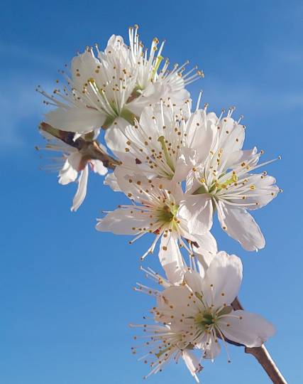 花鳥風月に心を込めて... (エアー花トピ2)