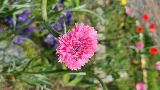 花鳥風月に心を込めて...　(エアー花トピ2)