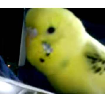 マスク同窓会詰所兼ニューフェイス歓迎所17